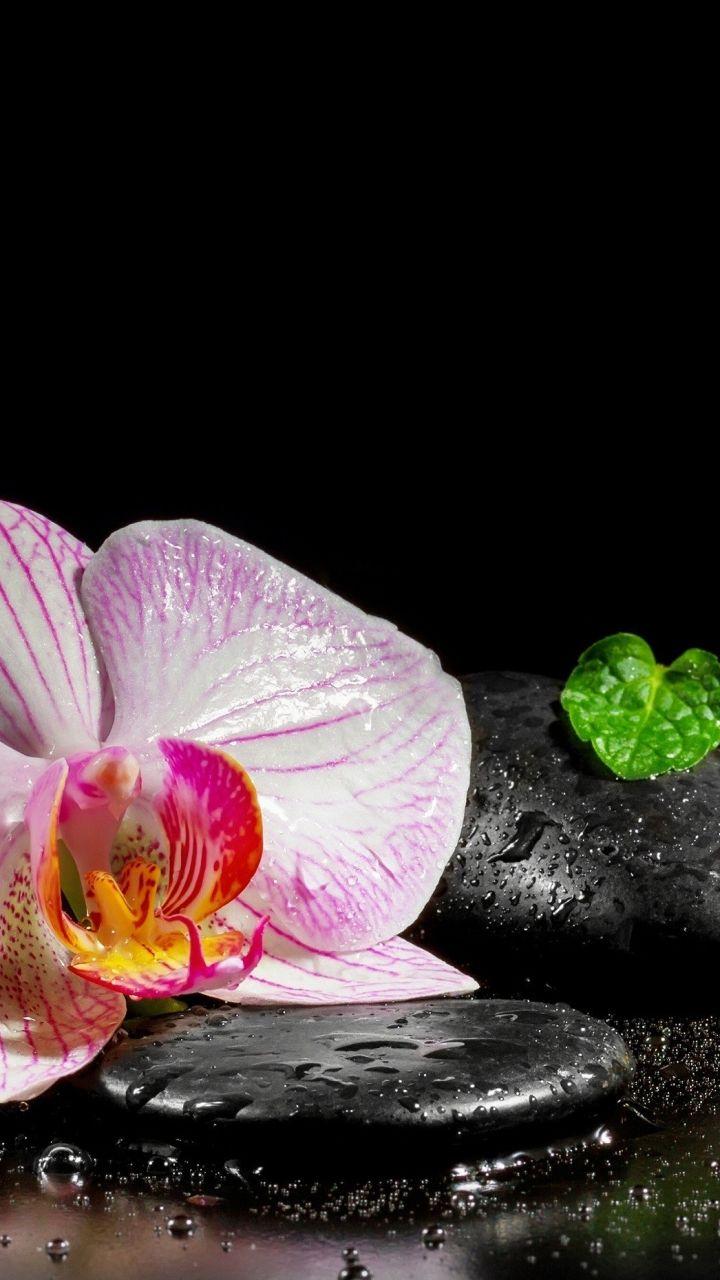 Zen iPhone Wallpapers Top Free Zen iPhone Backgrounds WallpaperAccess