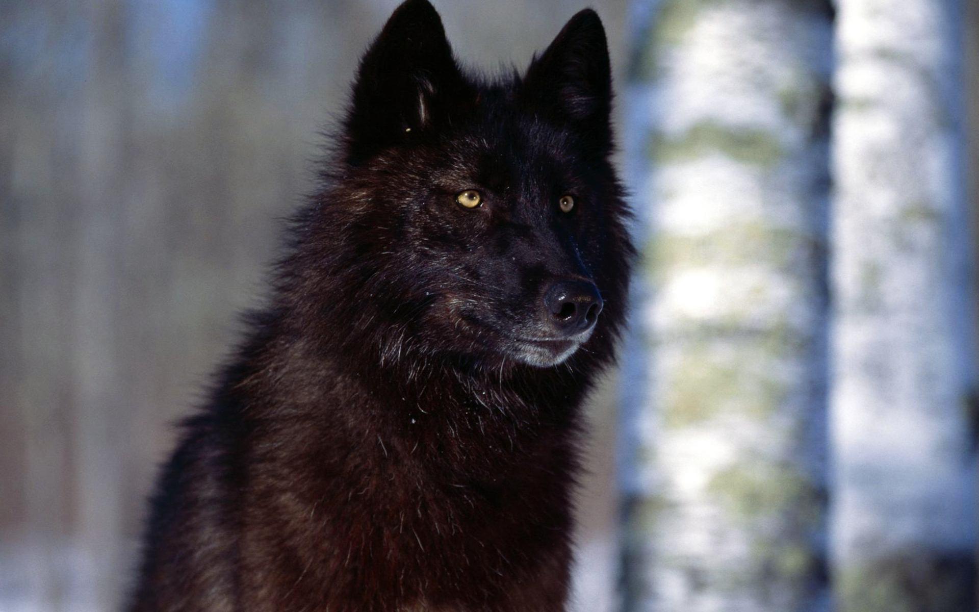 Black Wolf 4K Wallpapers Top Free Black Wolf 4K Backgrounds
