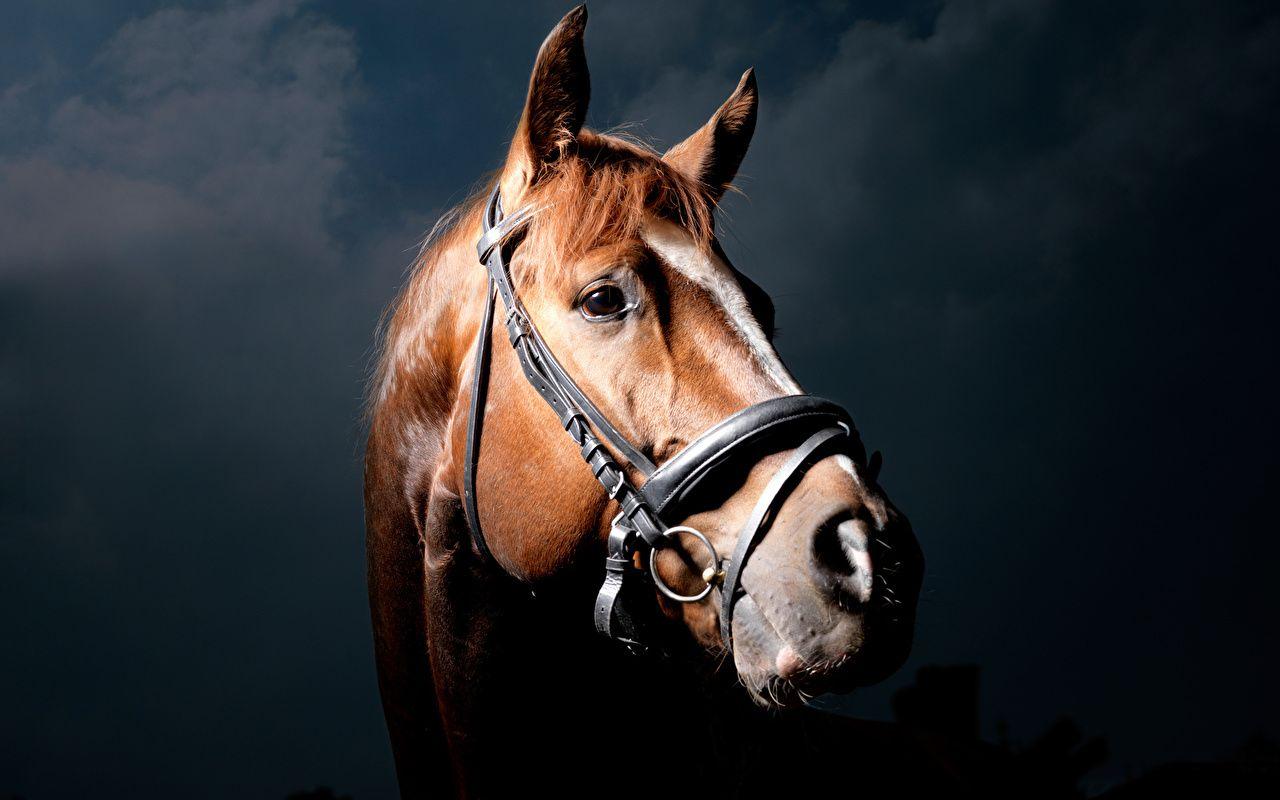 Horse Head Wallpapers Top Free Horse Head Backgrounds WallpaperAccess