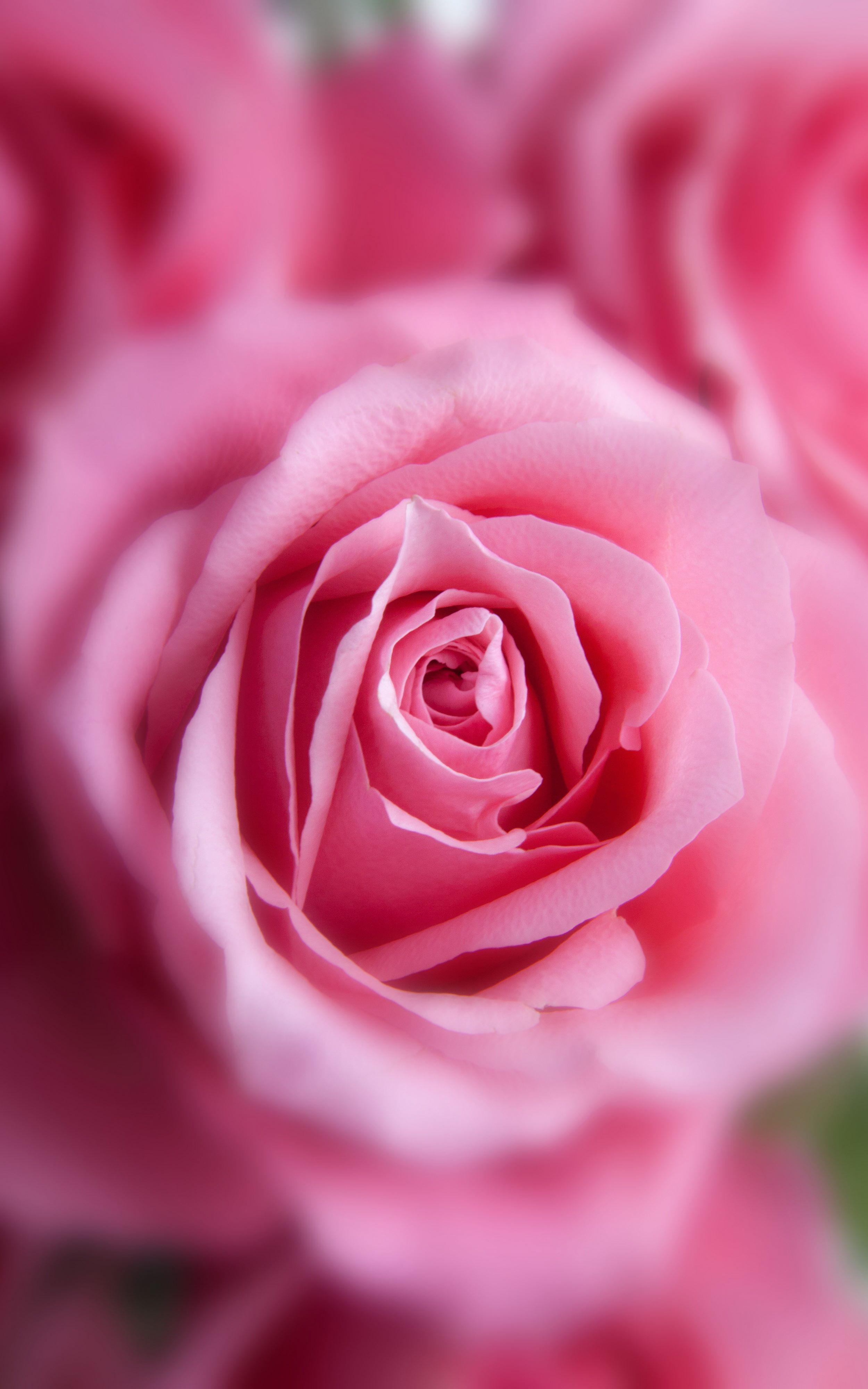 Rose Mobile Wallpapers Top Free Rose Mobile Backgrounds WallpaperAccess