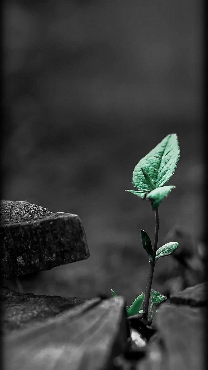 Growth Wallpapers Top Free Growth Backgrounds WallpaperAccess