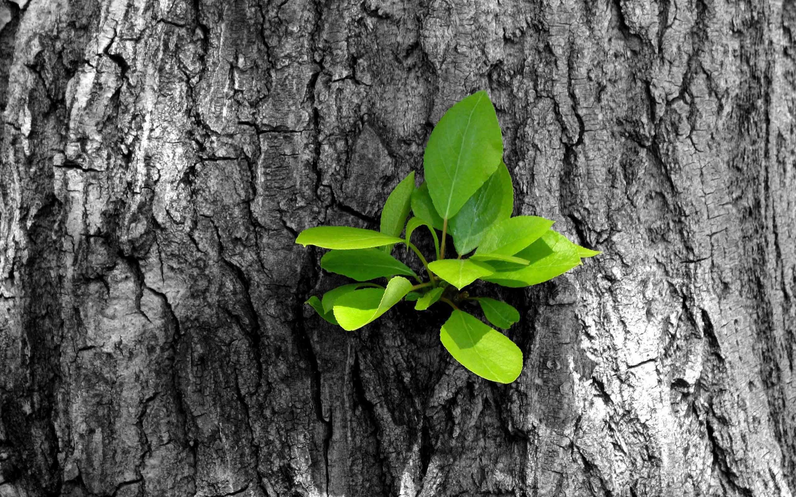 Growth Wallpapers Top Free Growth Backgrounds WallpaperAccess