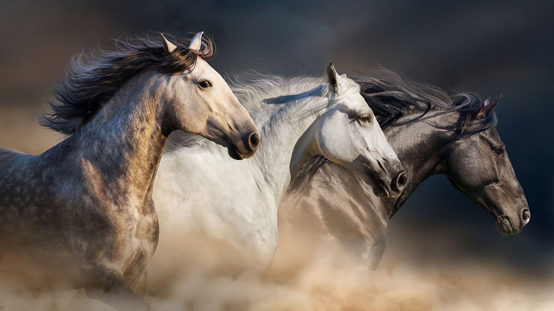 1920X1080 Horse Wallpapers Top Free 1920X1080 Horse Backgrounds