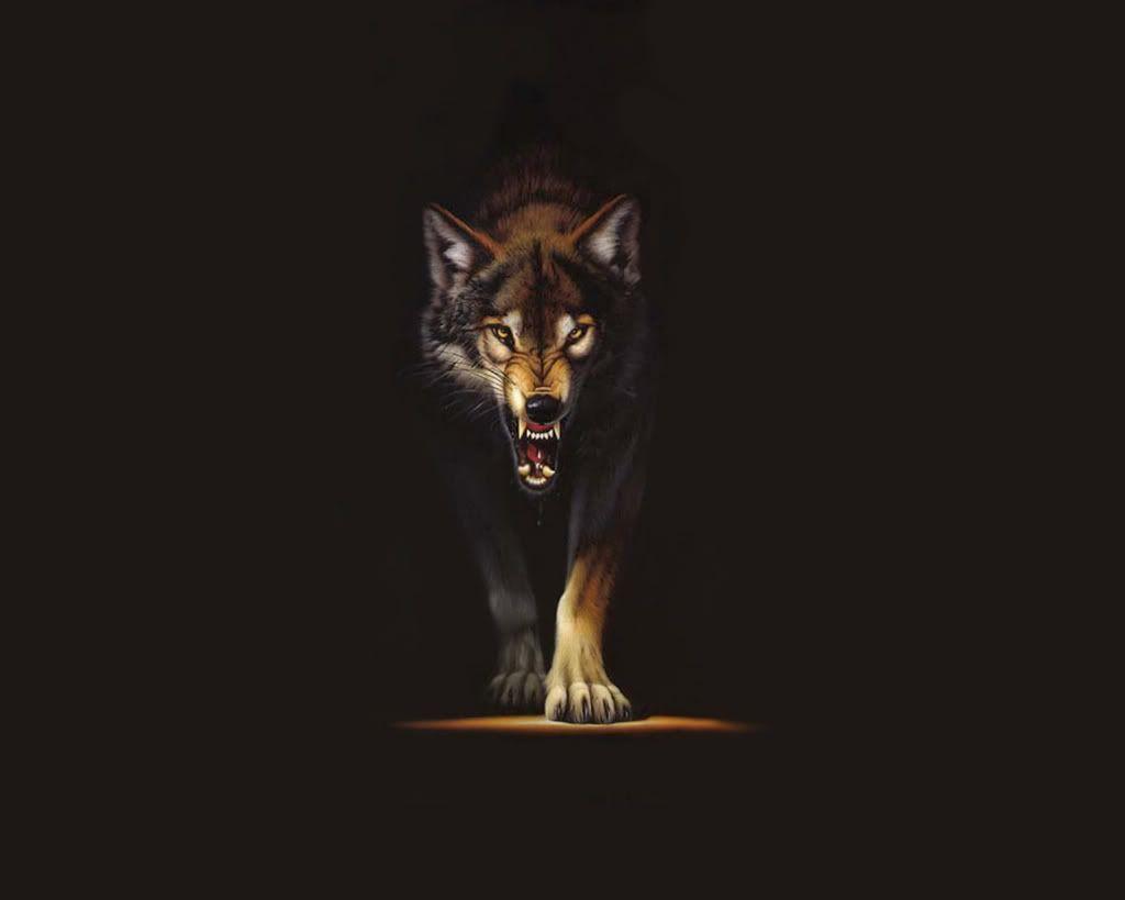 Alpha Wolf Wallpapers Top Free Alpha Wolf Backgrounds WallpaperAccess