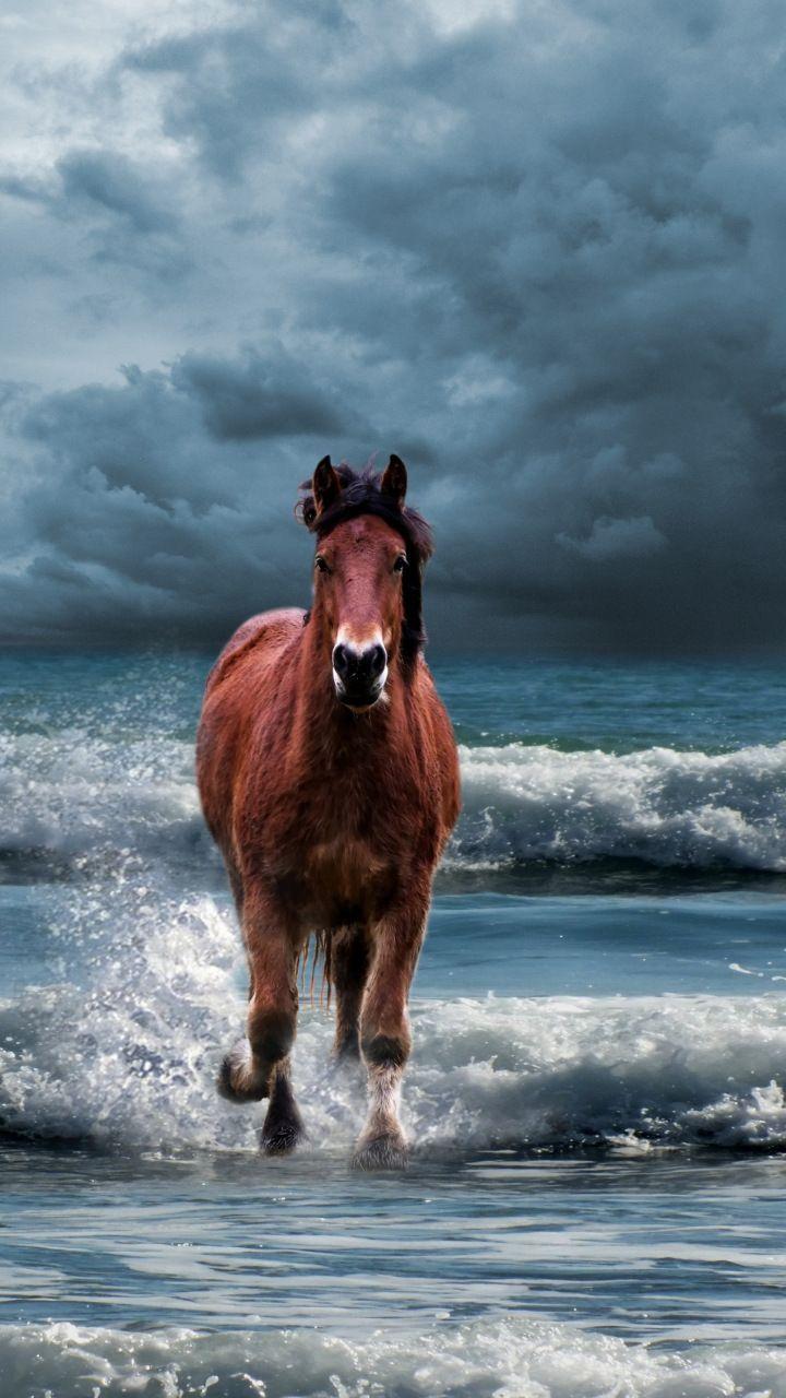Horse On Beach Wallpapers Top Free Horse On Beach Backgrounds