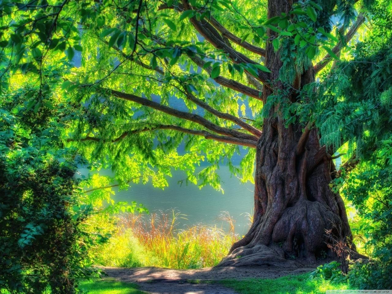 Trees Desktop Wallpapers - Top Free Trees Desktop Backgrounds -  Wallpaperaccess