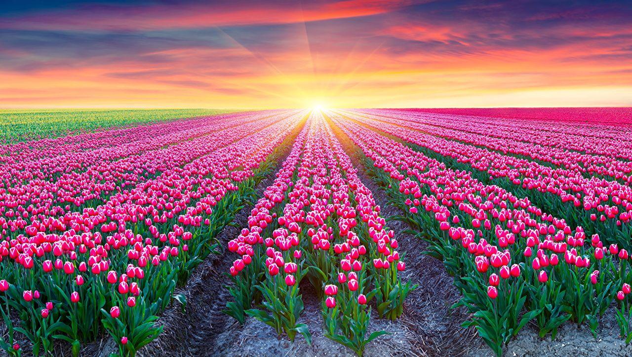 Spring Sunrise Wallpapers Top Free Spring Sunrise Backgrounds