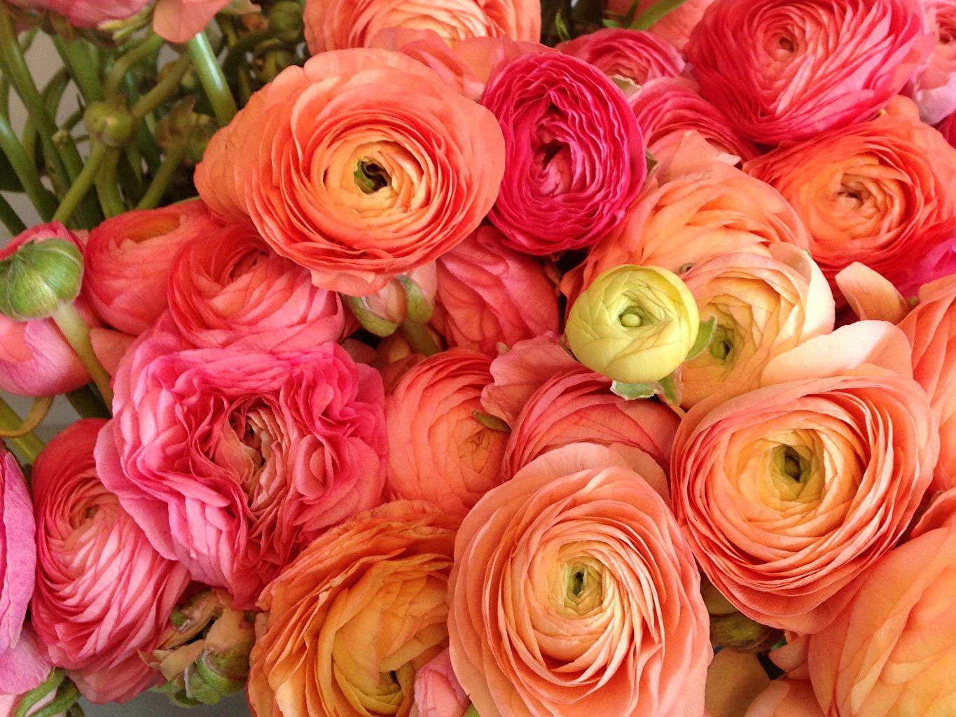 Ranunculus Wallpapers Top Free Ranunculus Backgrounds WallpaperAccess