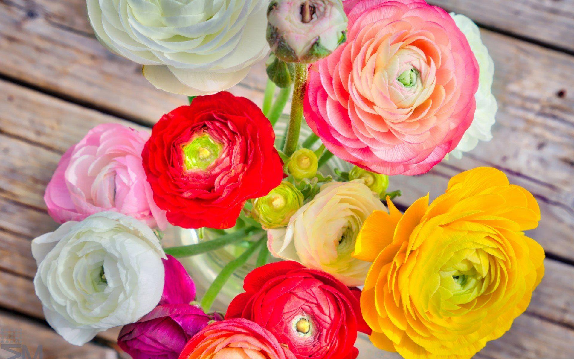 Ranunculus Wallpapers Top Free Ranunculus Backgrounds WallpaperAccess