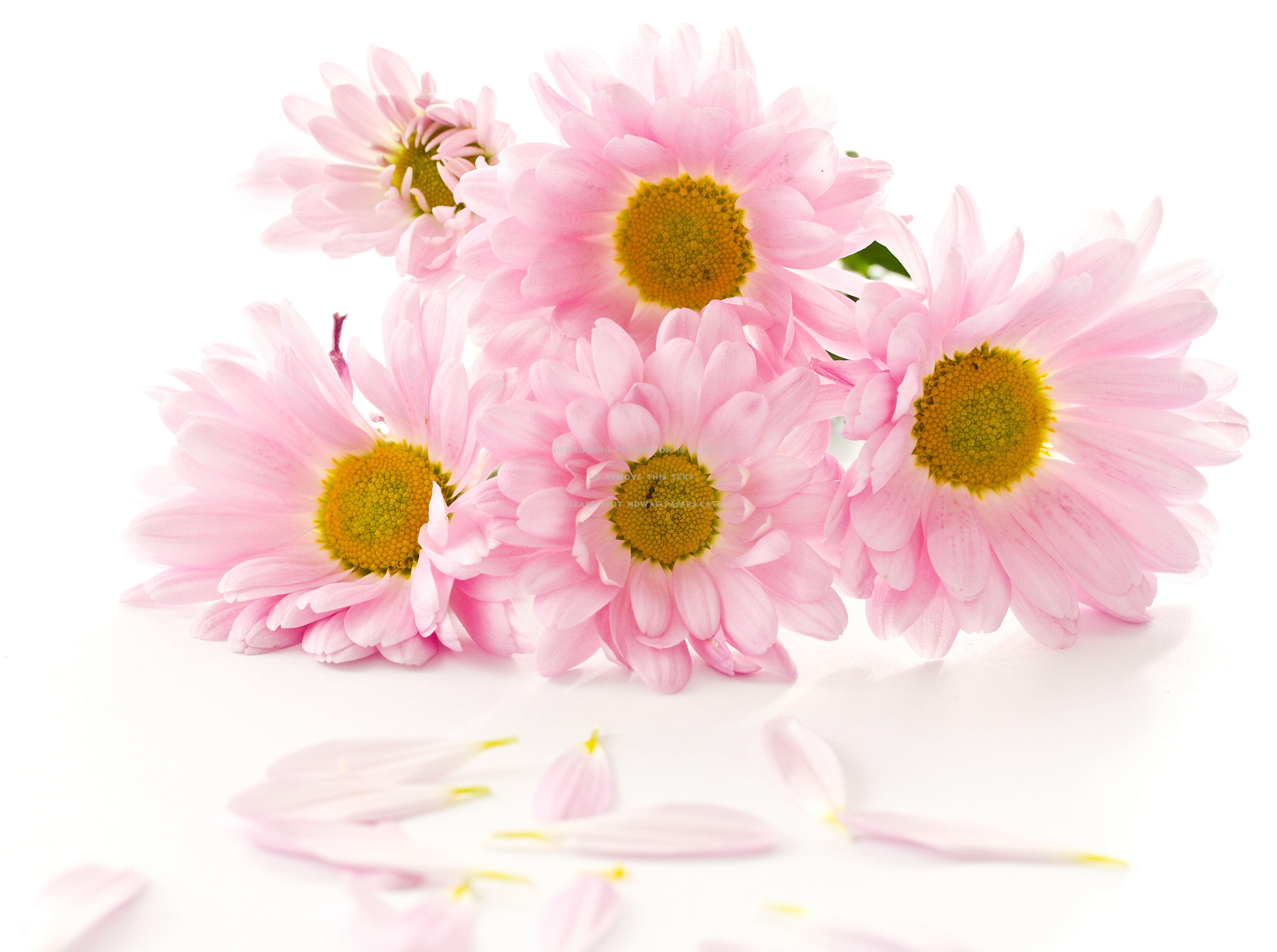 Pastel Flowers HD Wallpapers Top Free Pastel Flowers HD Backgrounds