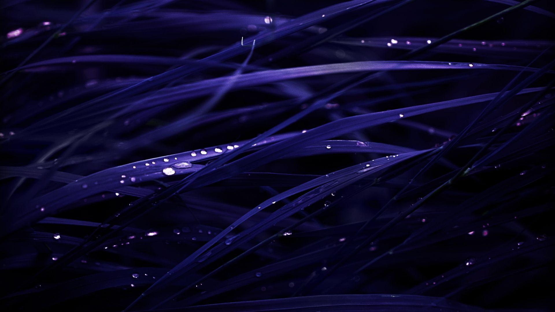 Blue Grass Wallpapers Top Free Blue Grass Backgrounds WallpaperAccess