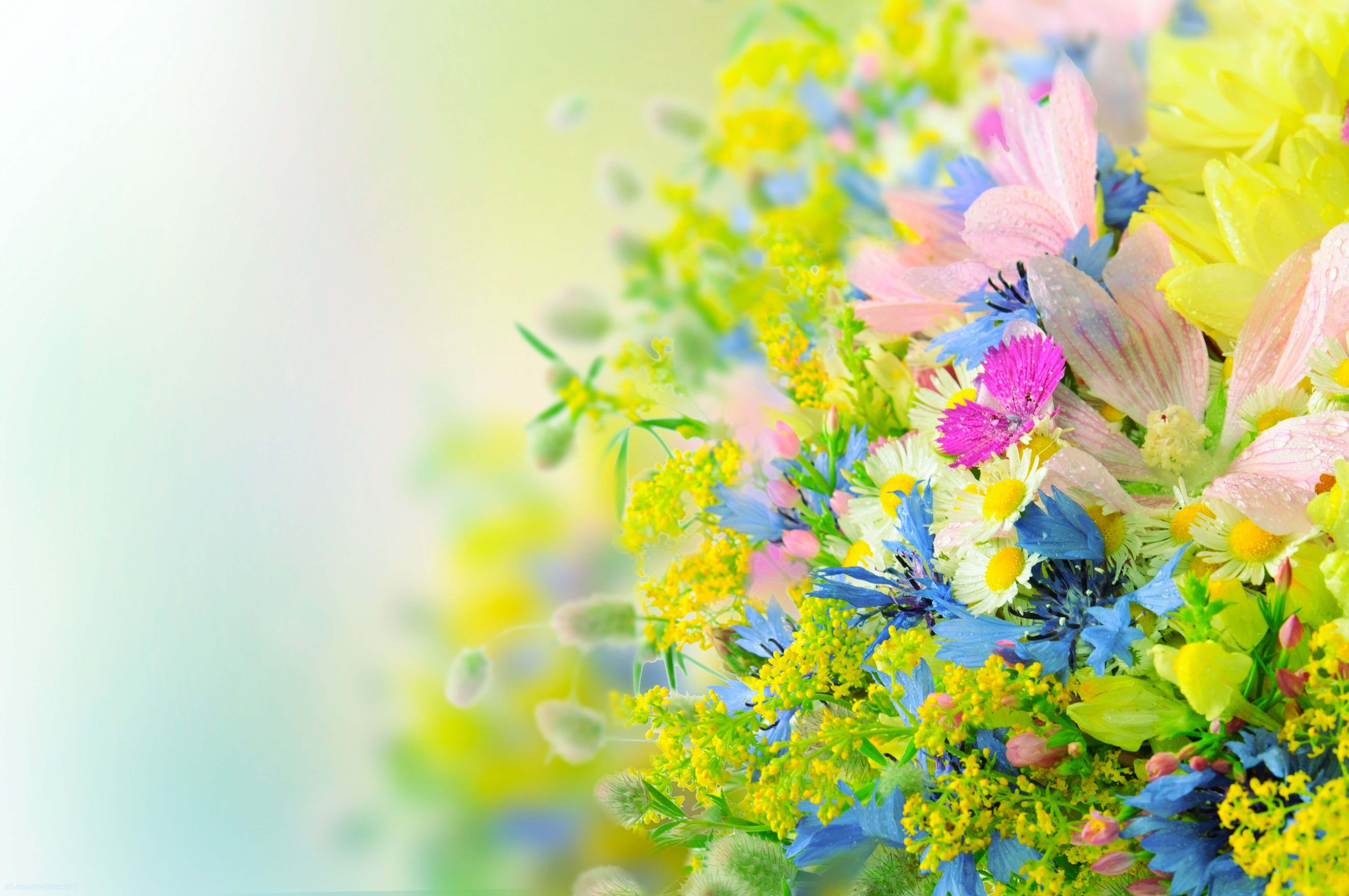 Bright Flowers Wallpapers Top Free Bright Flowers Backgrounds