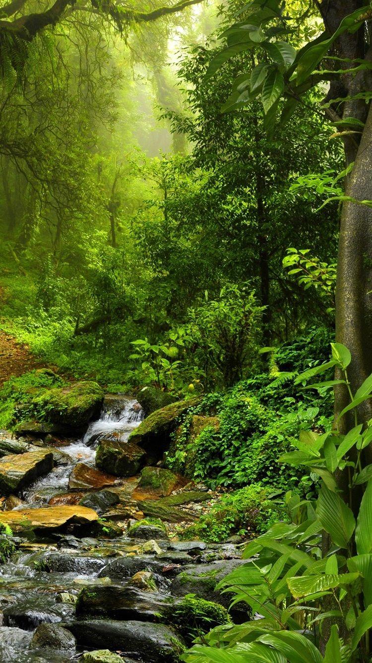 Thailand Forest Wallpapers Top Free Thailand Forest Backgrounds
