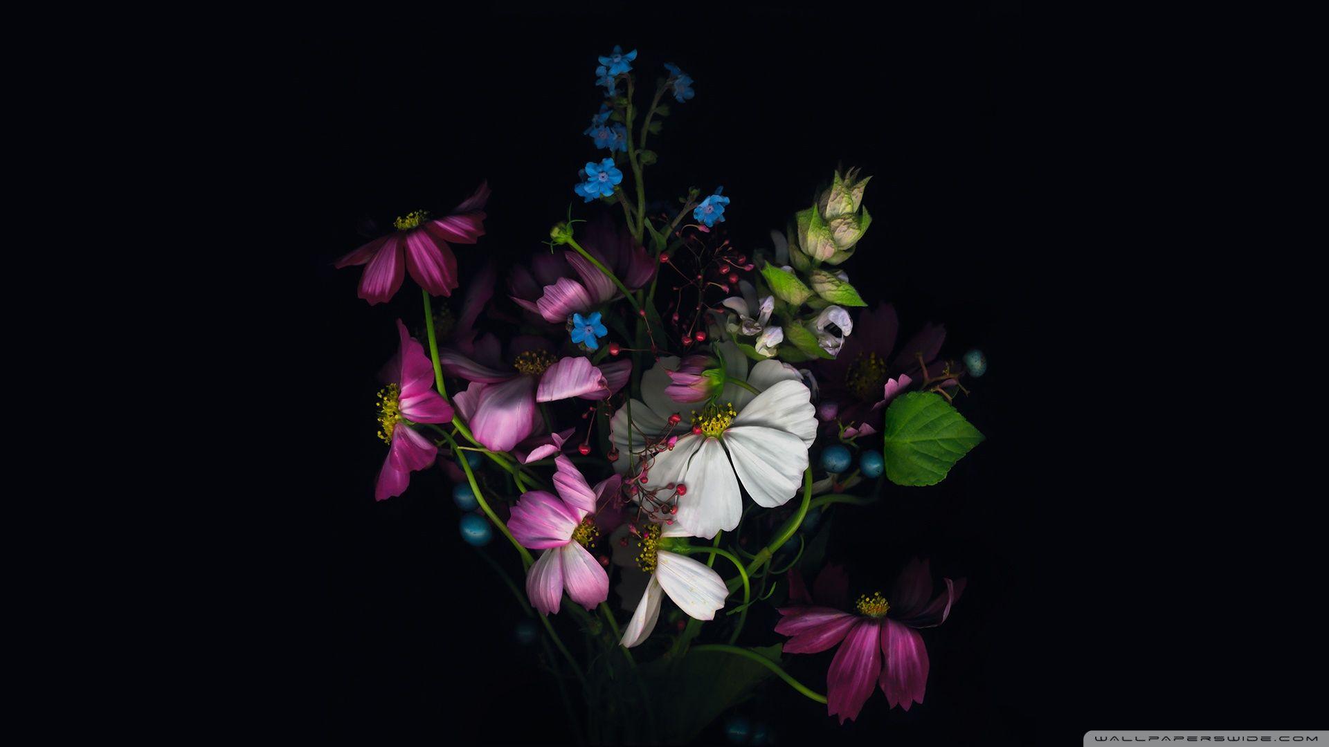 Apple Flower Wallpapers Top Free Apple Flower Backgrounds