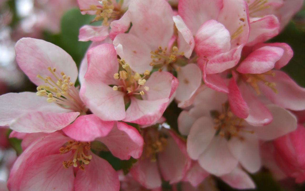 Apple Flower Wallpapers Top Free Apple Flower Backgrounds