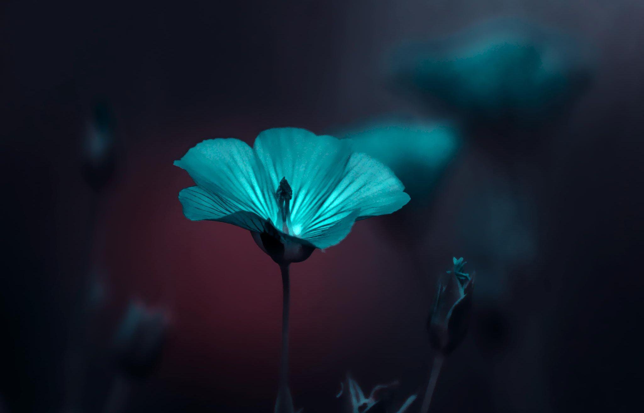 Apple Flower Wallpapers Top Free Apple Flower Backgrounds