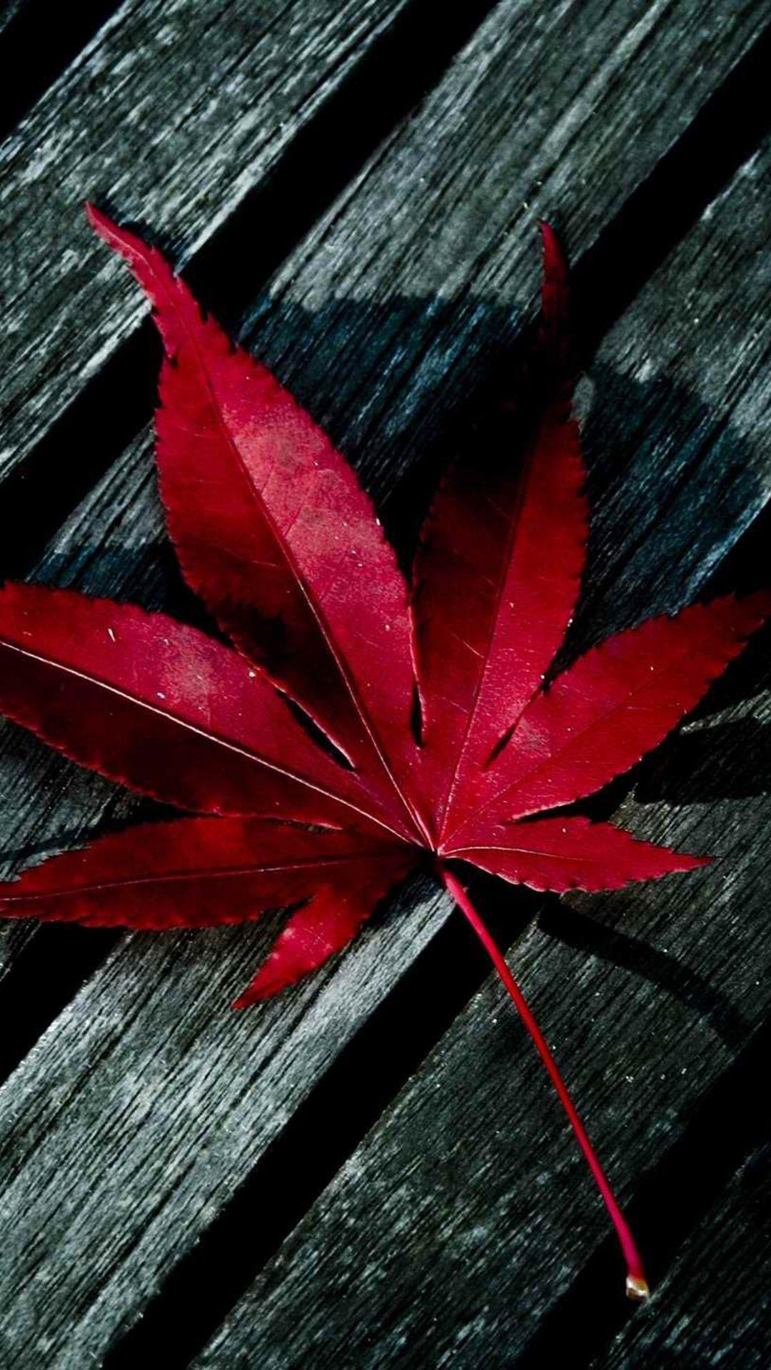 Red Leaf Wallpapers Top Free Red Leaf Backgrounds WallpaperAccess