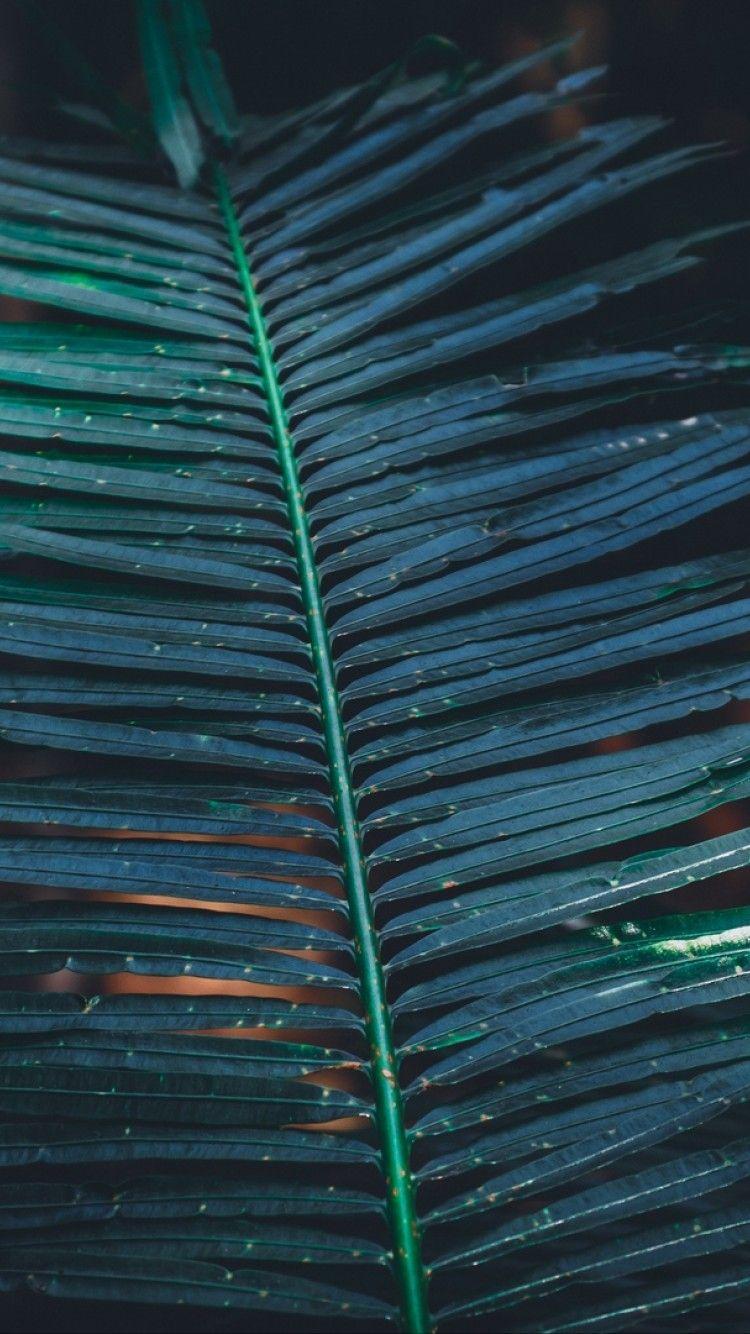 Tropical Leaves iPhone Wallpapers Top Free Tropical Leaves iPhone