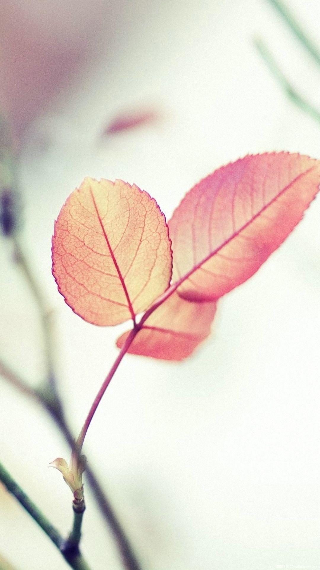 Pink Leaves Wallpapers Top Free Pink Leaves Backgrounds WallpaperAccess