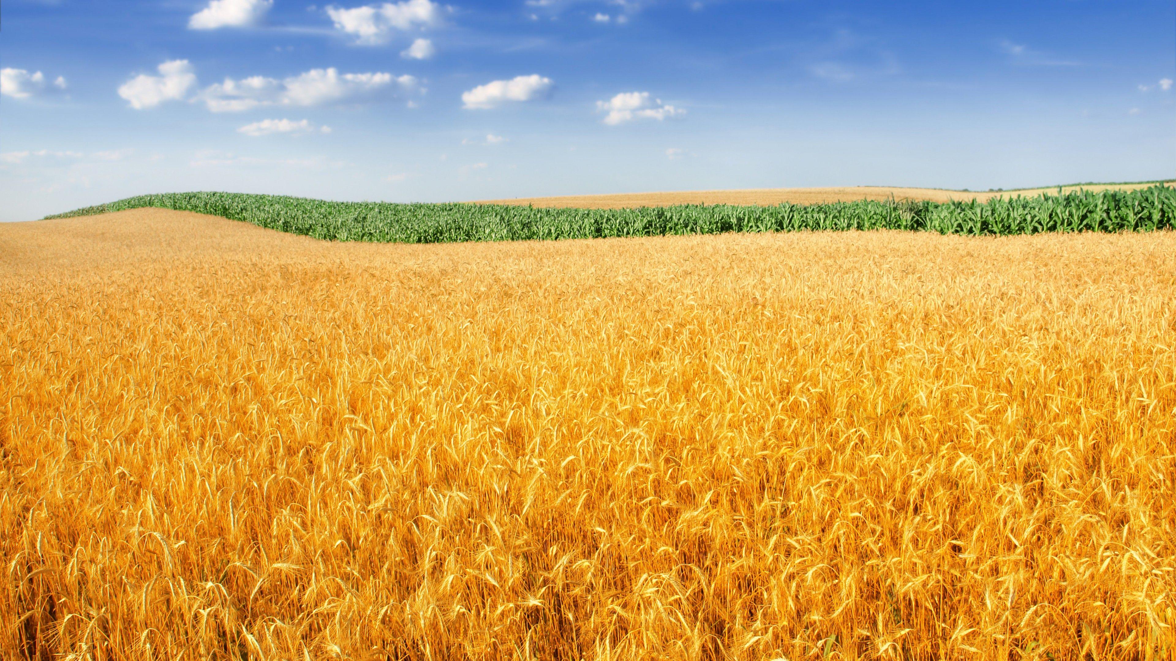 Crop Field Wallpapers Top Free Crop Field Backgrounds WallpaperAccess