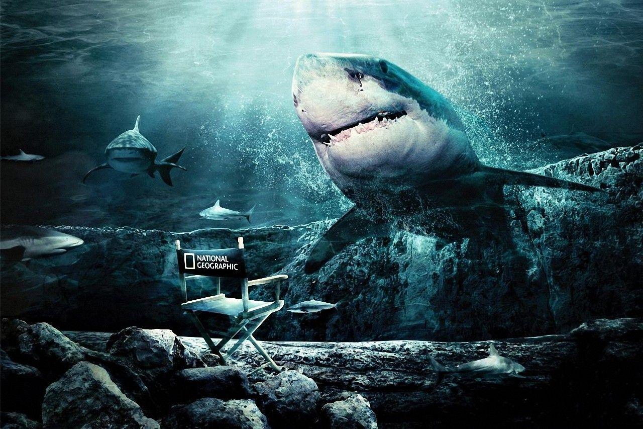 Cool Shark Wallpapers Top Free Cool Shark Backgrounds WallpaperAccess