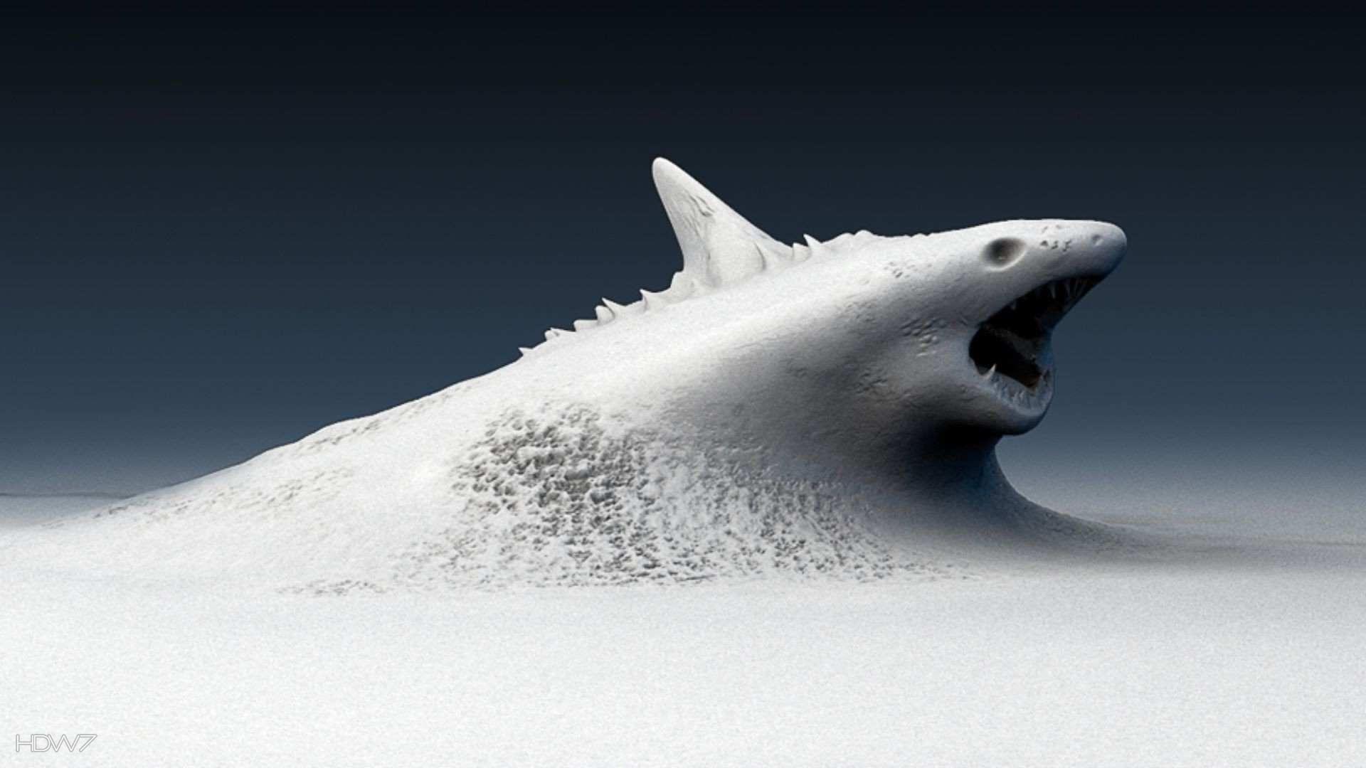 Cool Shark Wallpapers Top Free Cool Shark Backgrounds WallpaperAccess