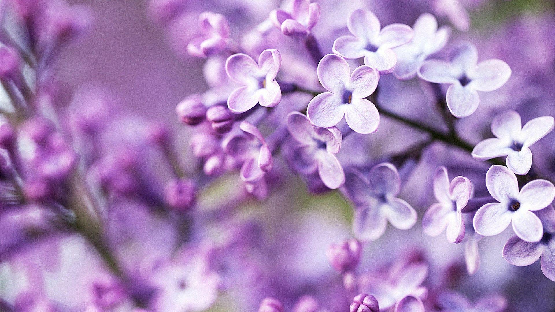 Lilac Desktop Wallpapers Top Free Lilac Desktop Backgrounds