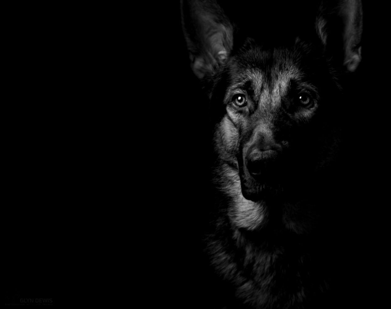 Black German Shepherd Wallpapers Top Free Black German Shepherd