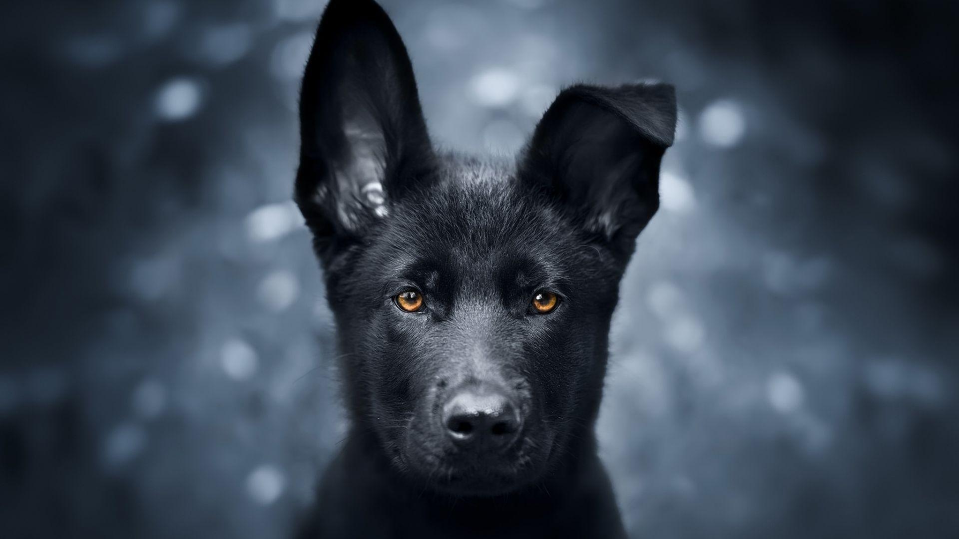 Black German Shepherd Wallpapers Top Free Black German Shepherd