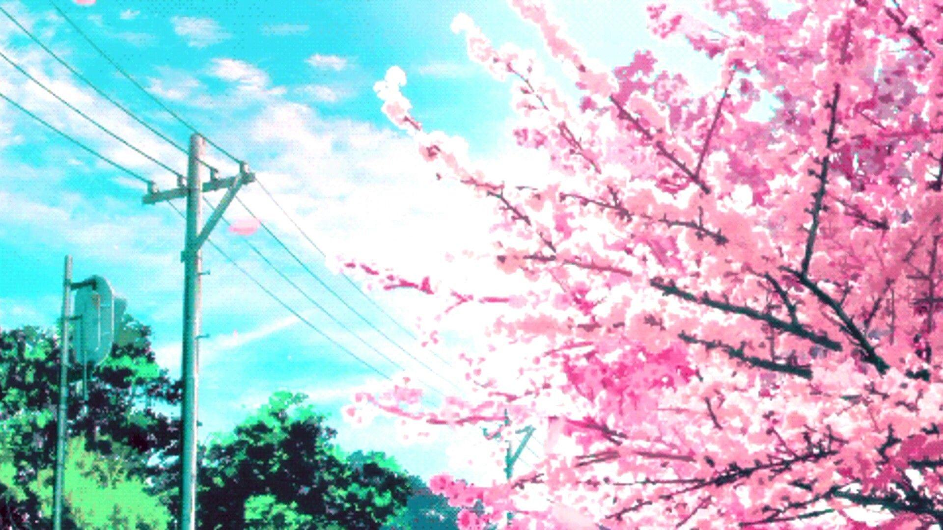 Anime Cherry Blossom 4K Wallpapers Top Free Anime Cherry Blossom 4K