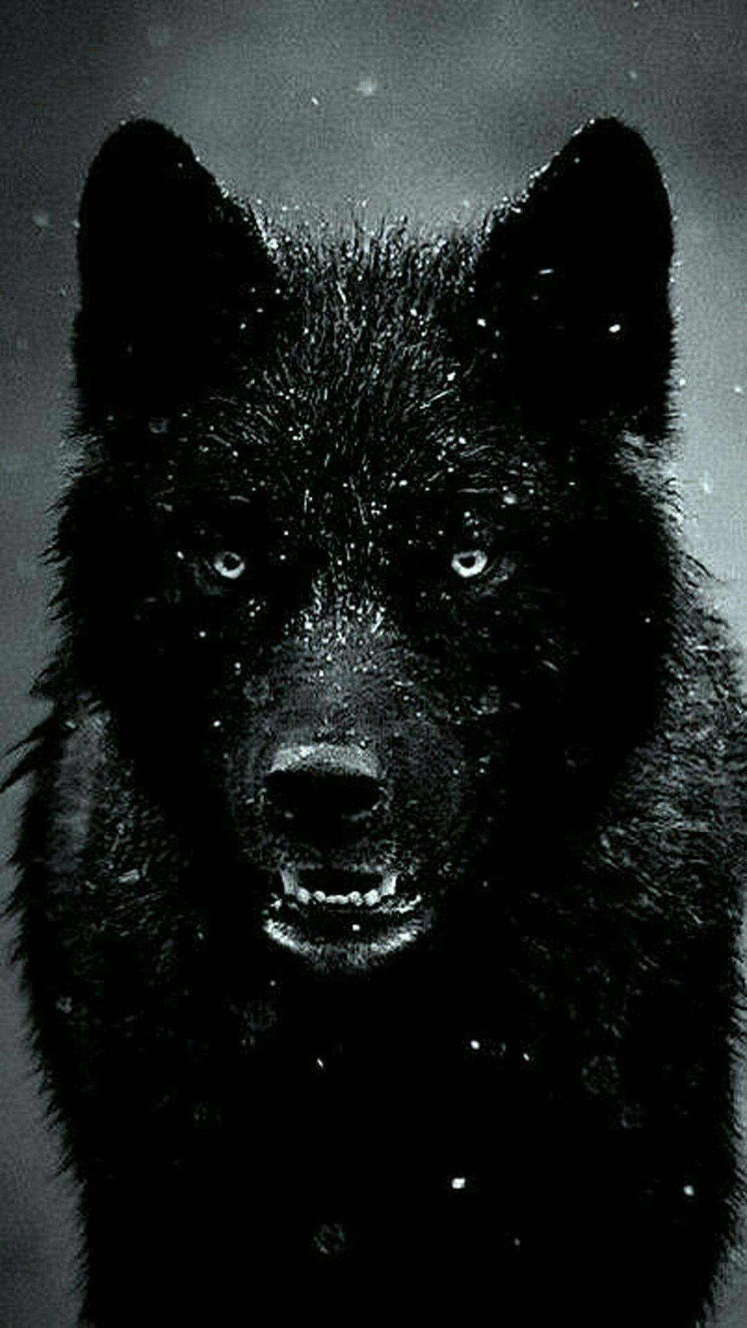 Cool Black Wolf iPhone Wallpapers Top Free Cool Black Wolf iPhone