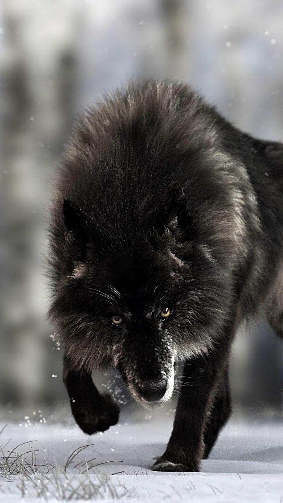 Cool Black Wolf iPhone Wallpapers Top Free Cool Black Wolf iPhone