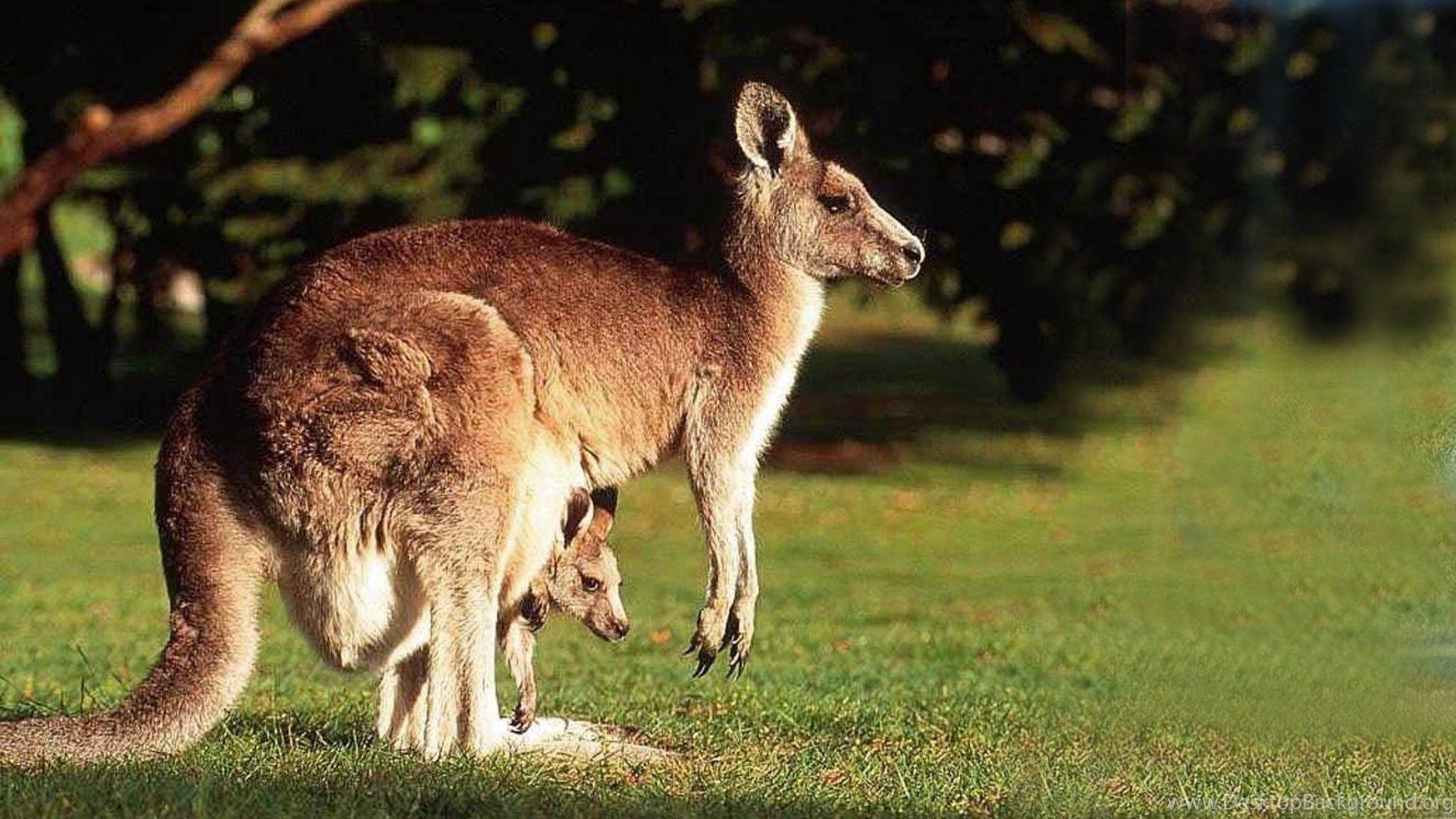 Baby Kangaroo Wallpapers Top Free Baby Kangaroo Backgrounds