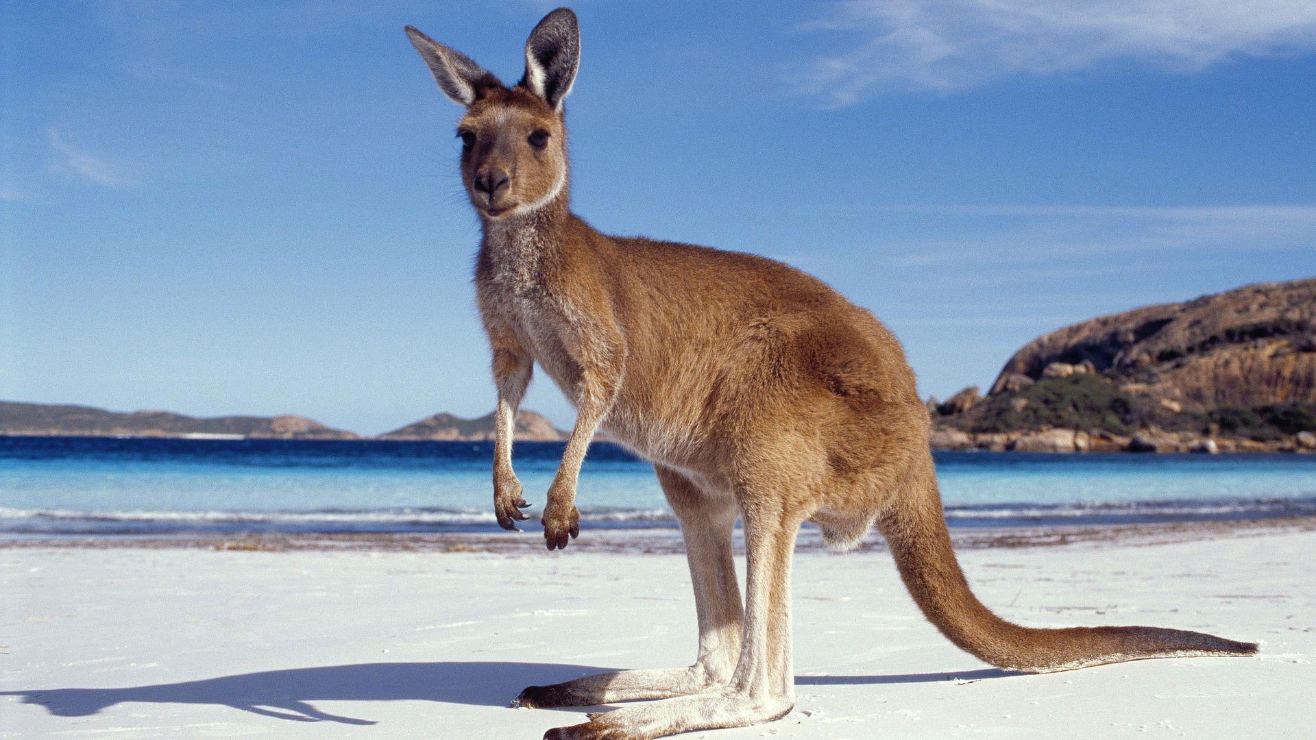 Australian Animal Wallpapers Top Free Australian Animal Backgrounds