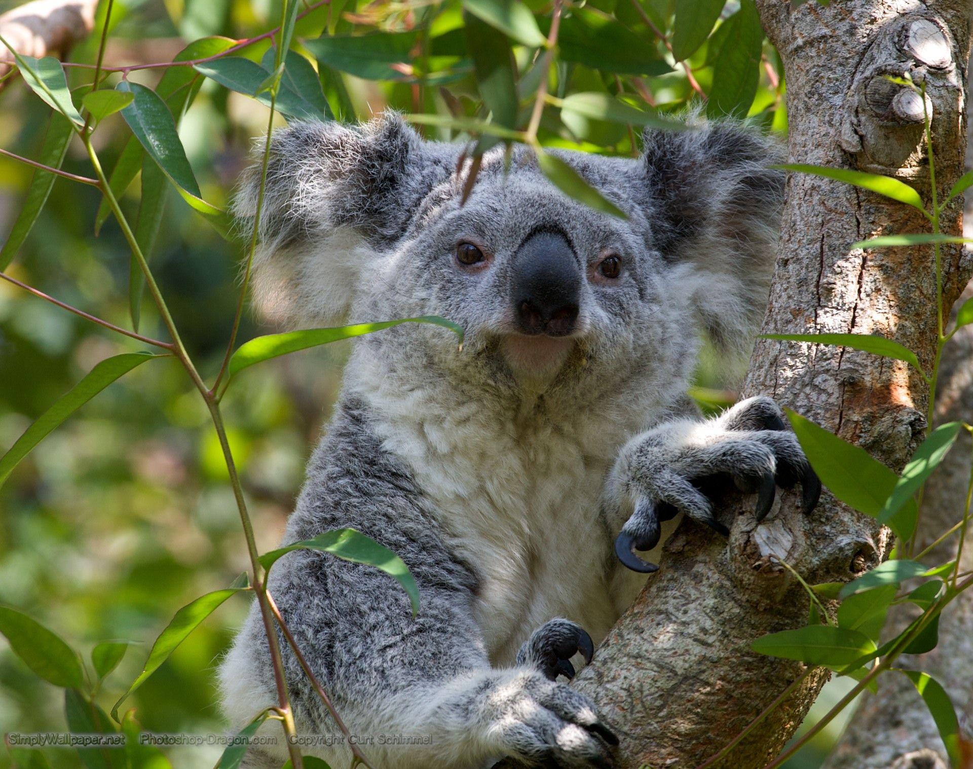 Cute Baby Koala Wallpapers Top Free Cute Baby Koala Backgrounds