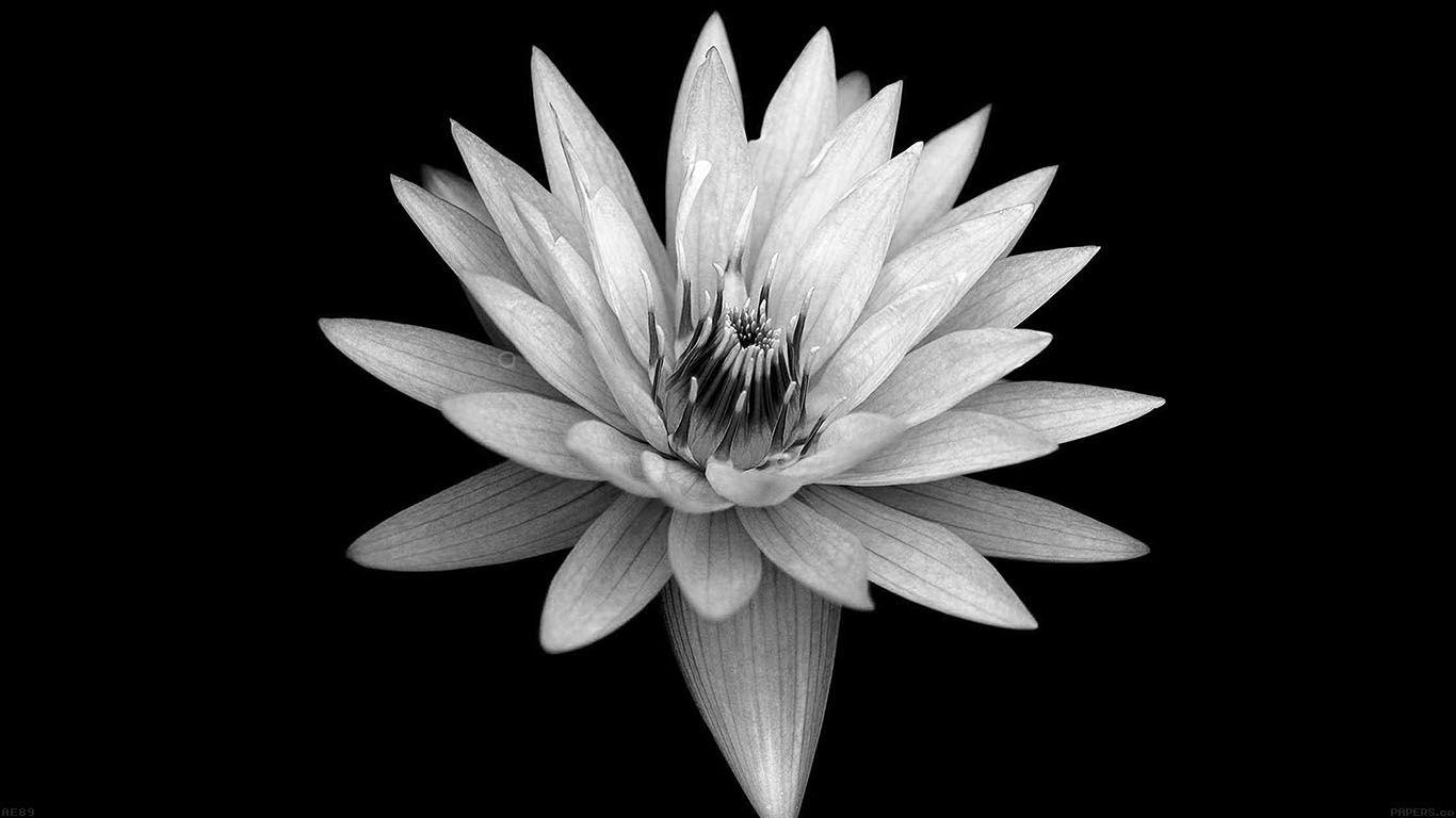 Black Flower Laptop Wallpapers Top Free Black Flower Laptop