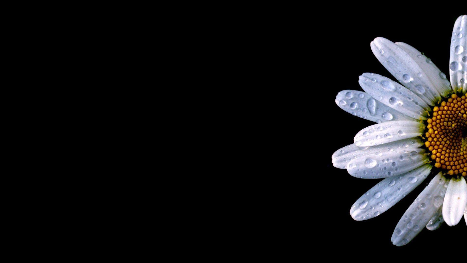 Black Flower Desktop Wallpapers Top Free Black Flower Desktop