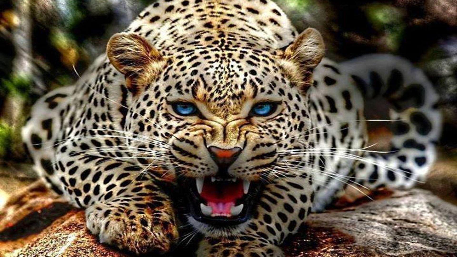 Cute Baby Leopard Wallpapers Top Free Cute Baby Leopard Backgrounds