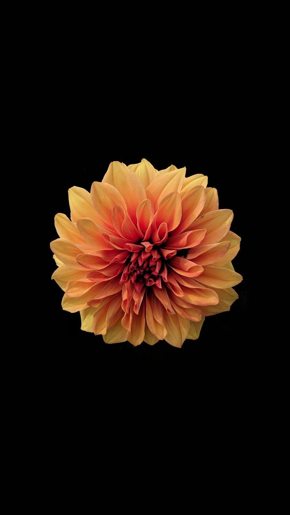 Pink and Yellow Flowers Wallpapers Top Free Pink and Yellow Flowers