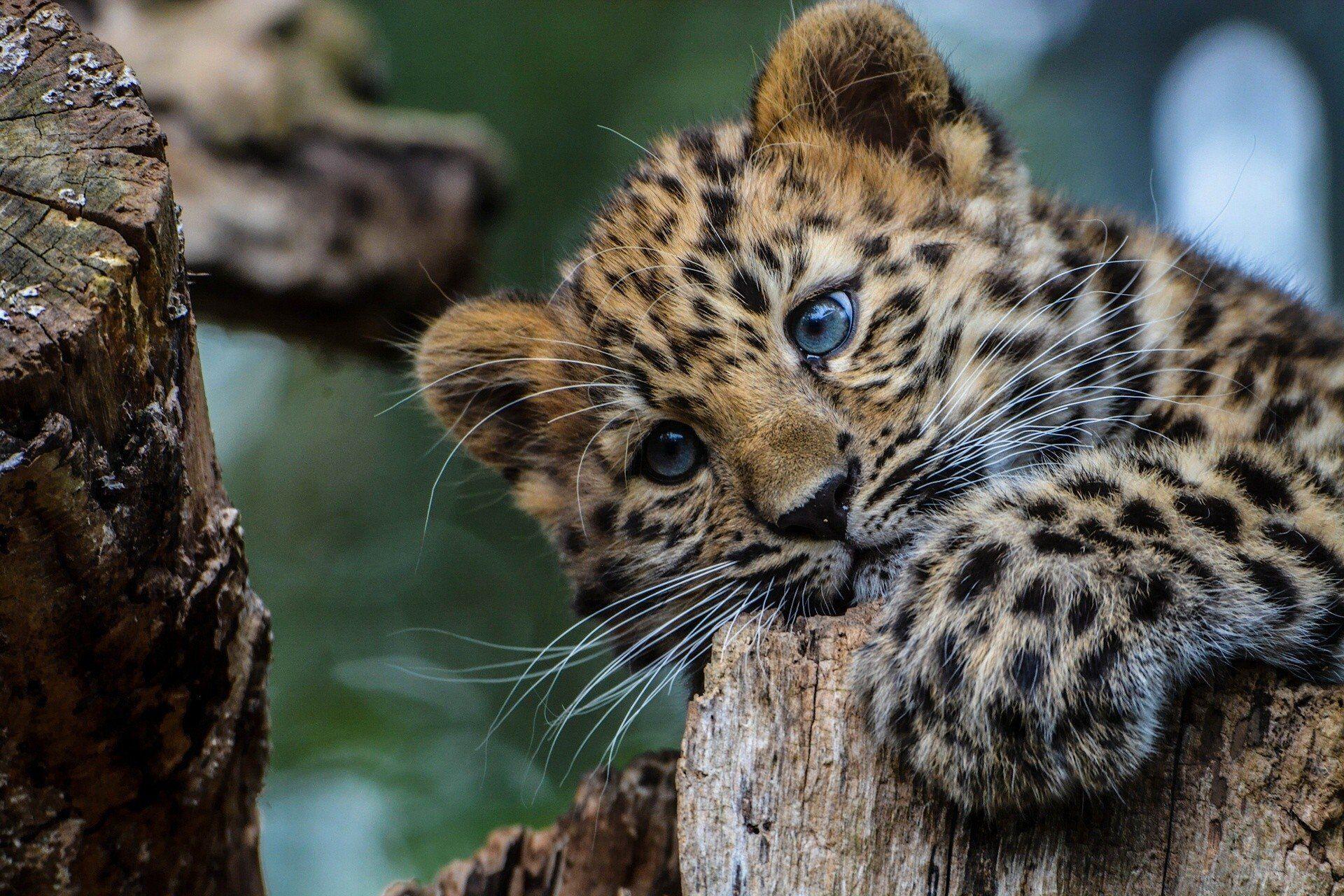Cute Baby Leopard Wallpapers Top Free Cute Baby Leopard Backgrounds