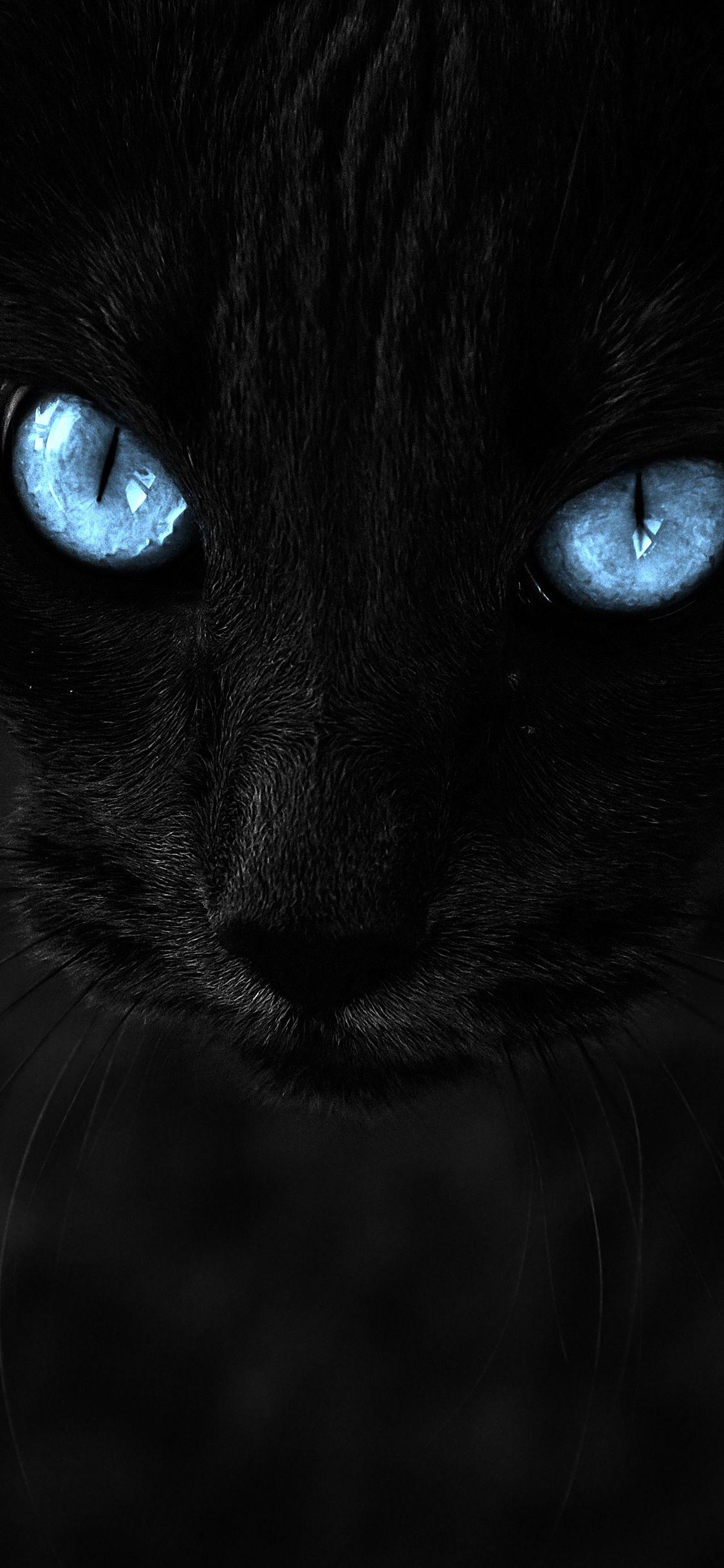 Cool Black Panther Animal iPhone Wallpapers Top Free Cool Black