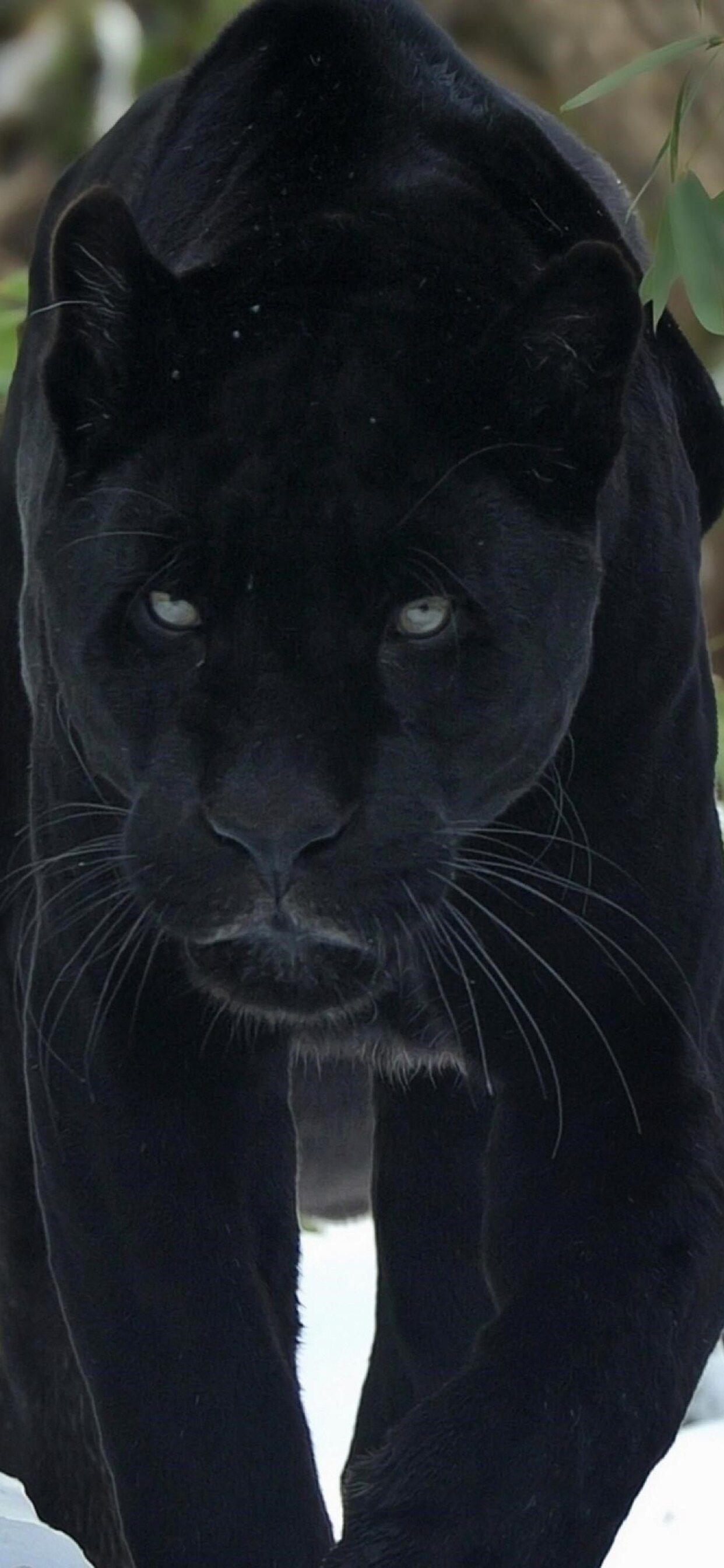 Cool Black Panther Animal iPhone Wallpapers Top Free Cool Black Panther Animal iPhone