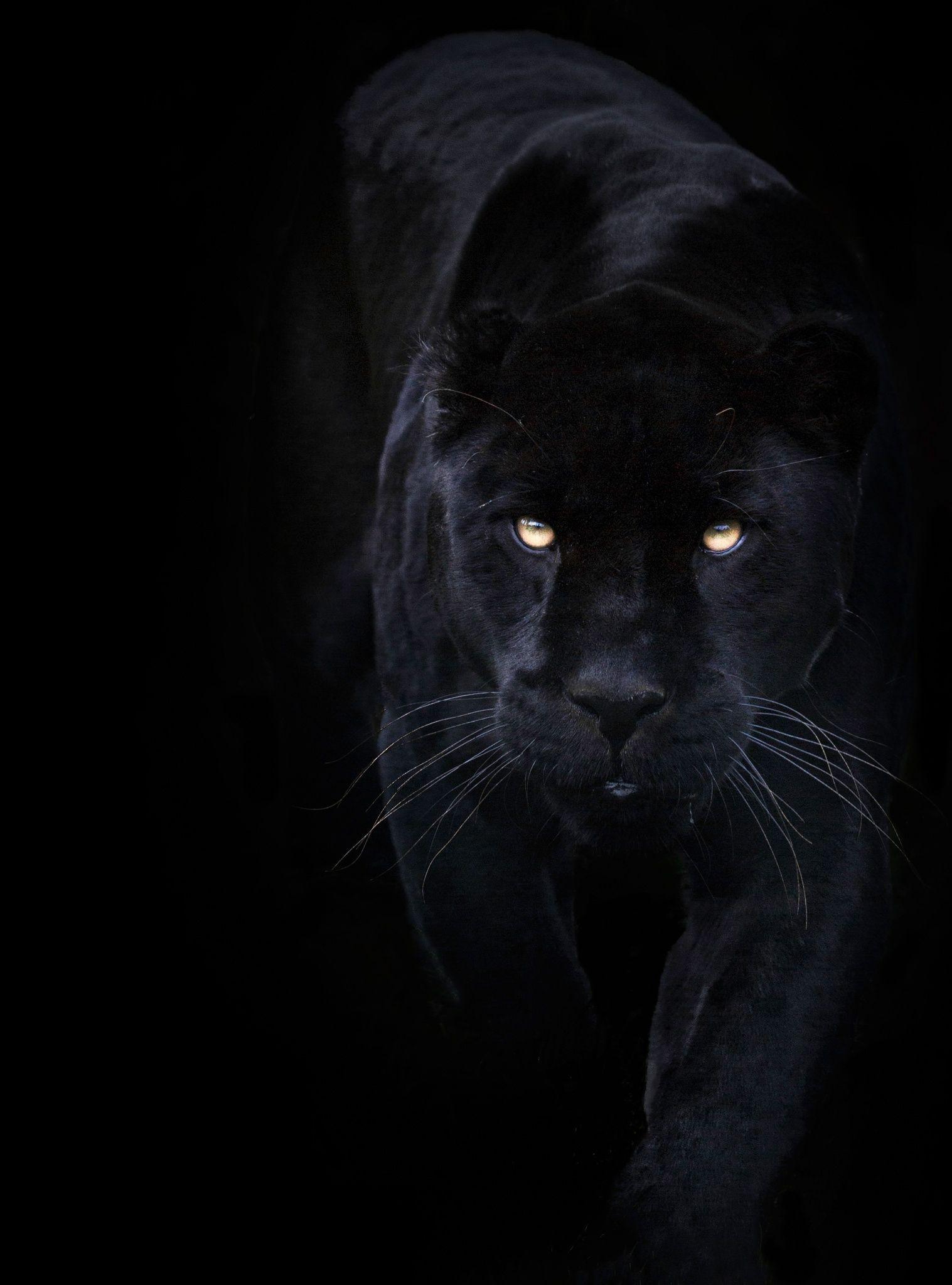 Cool Black Panther Animal iPhone Wallpapers Top Free Cool Black