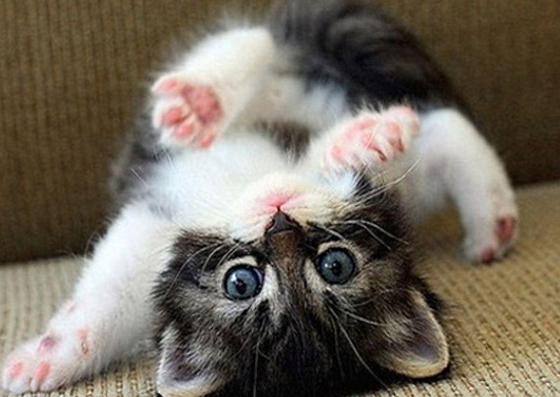 Really Cute Animal Wallpapers Top Free Really Cute Animal Backgrounds