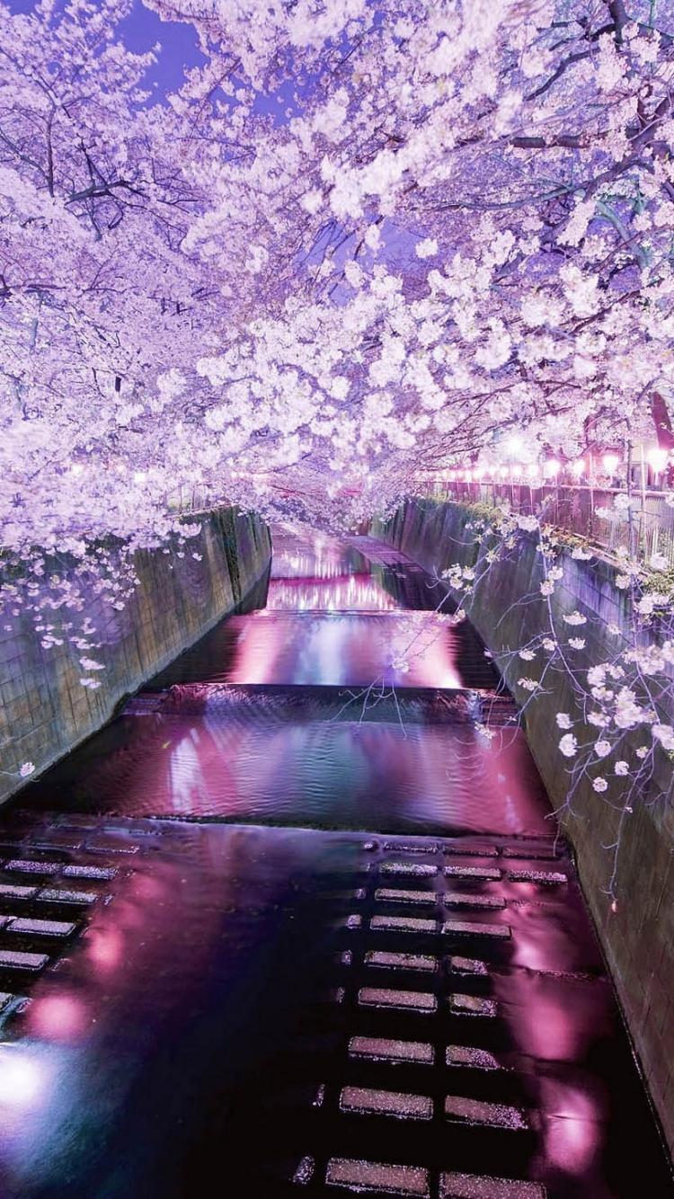 Japanese Cherry Blossom iPhone Wallpapers Top Free Japanese Cherry