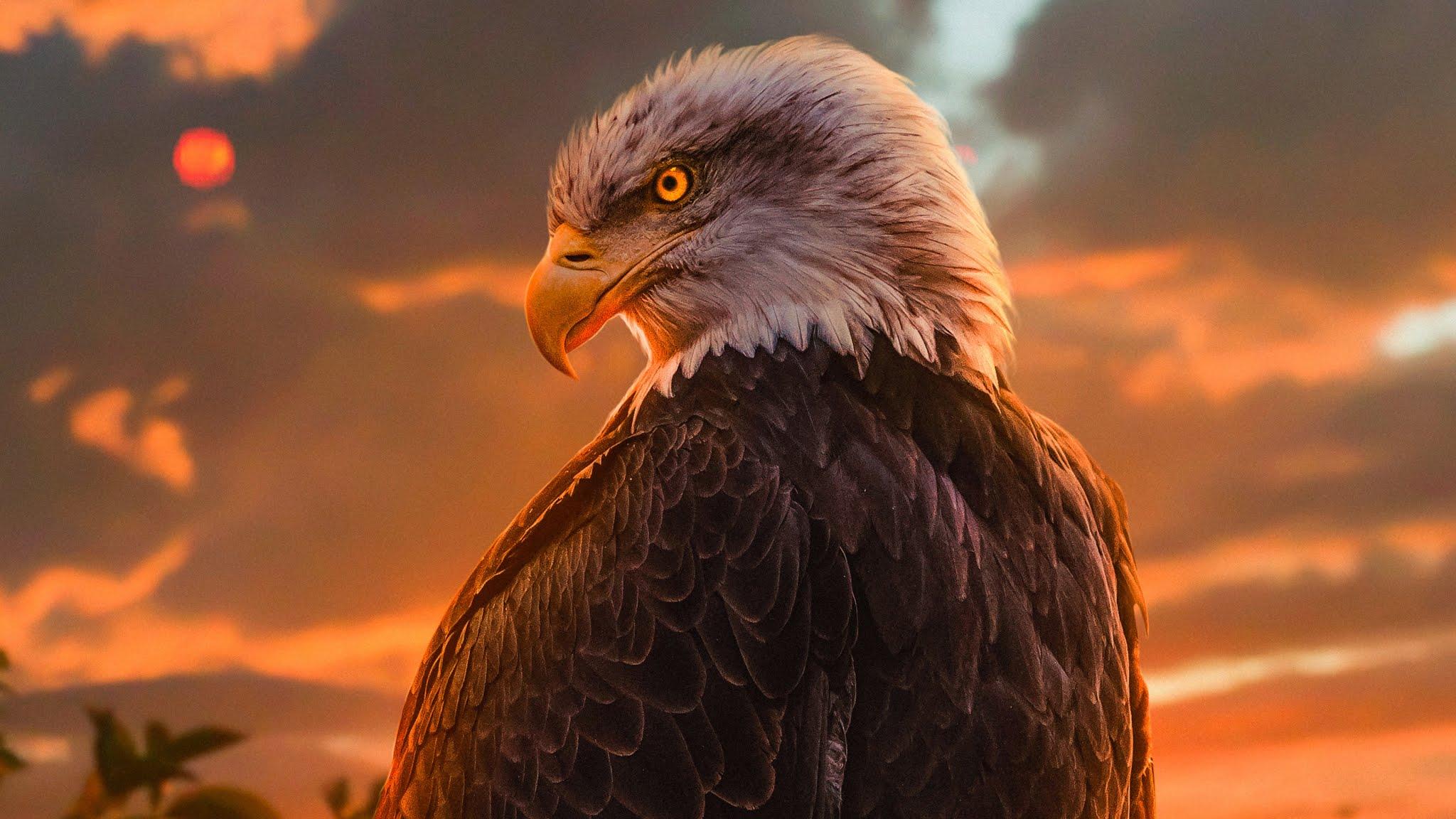 Eagle 4K Wallpapers Top Free Eagle 4K Backgrounds WallpaperAccess
