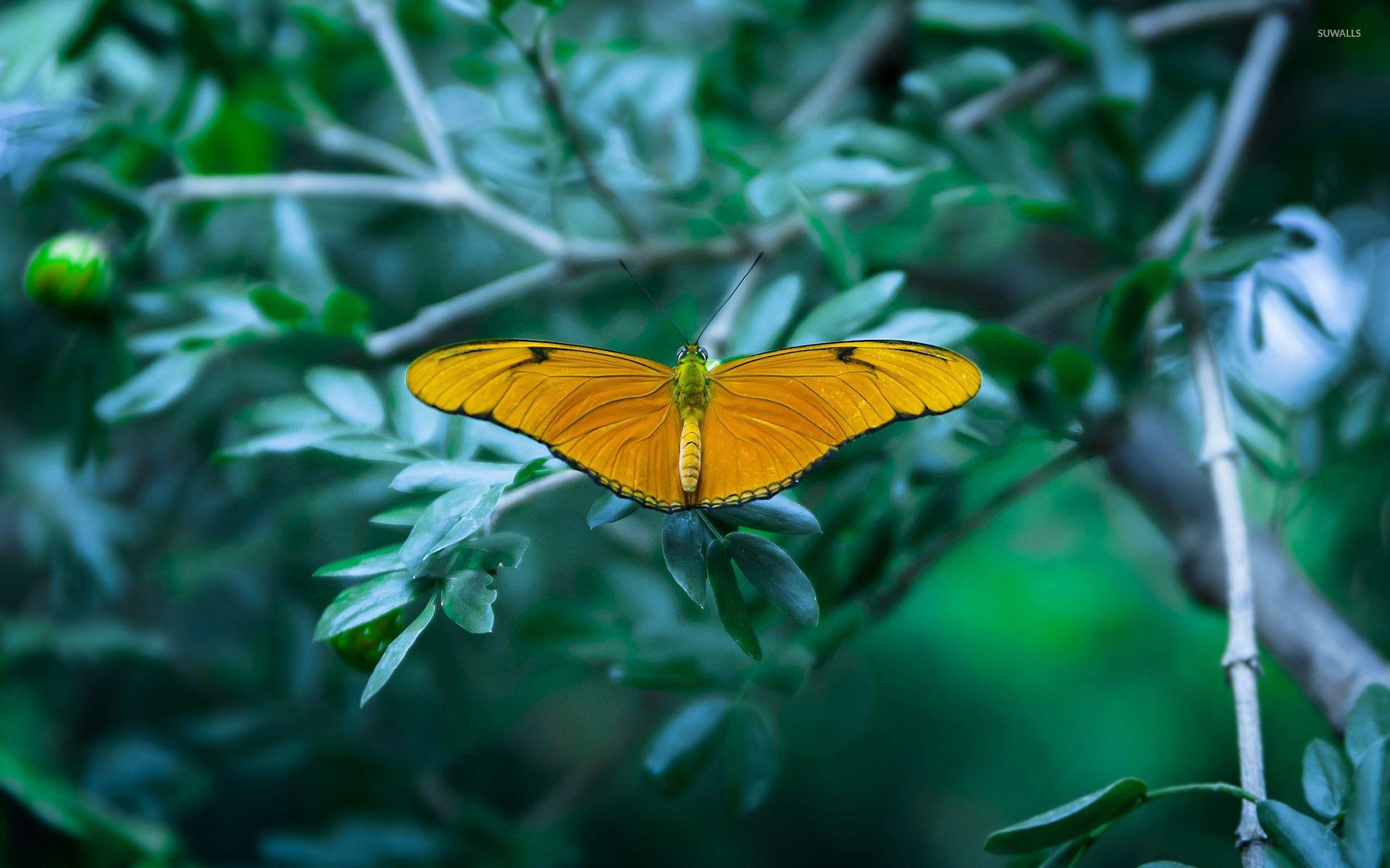 Yellow Butterfly Desktop Wallpapers Top Free Yellow Butterfly Desktop