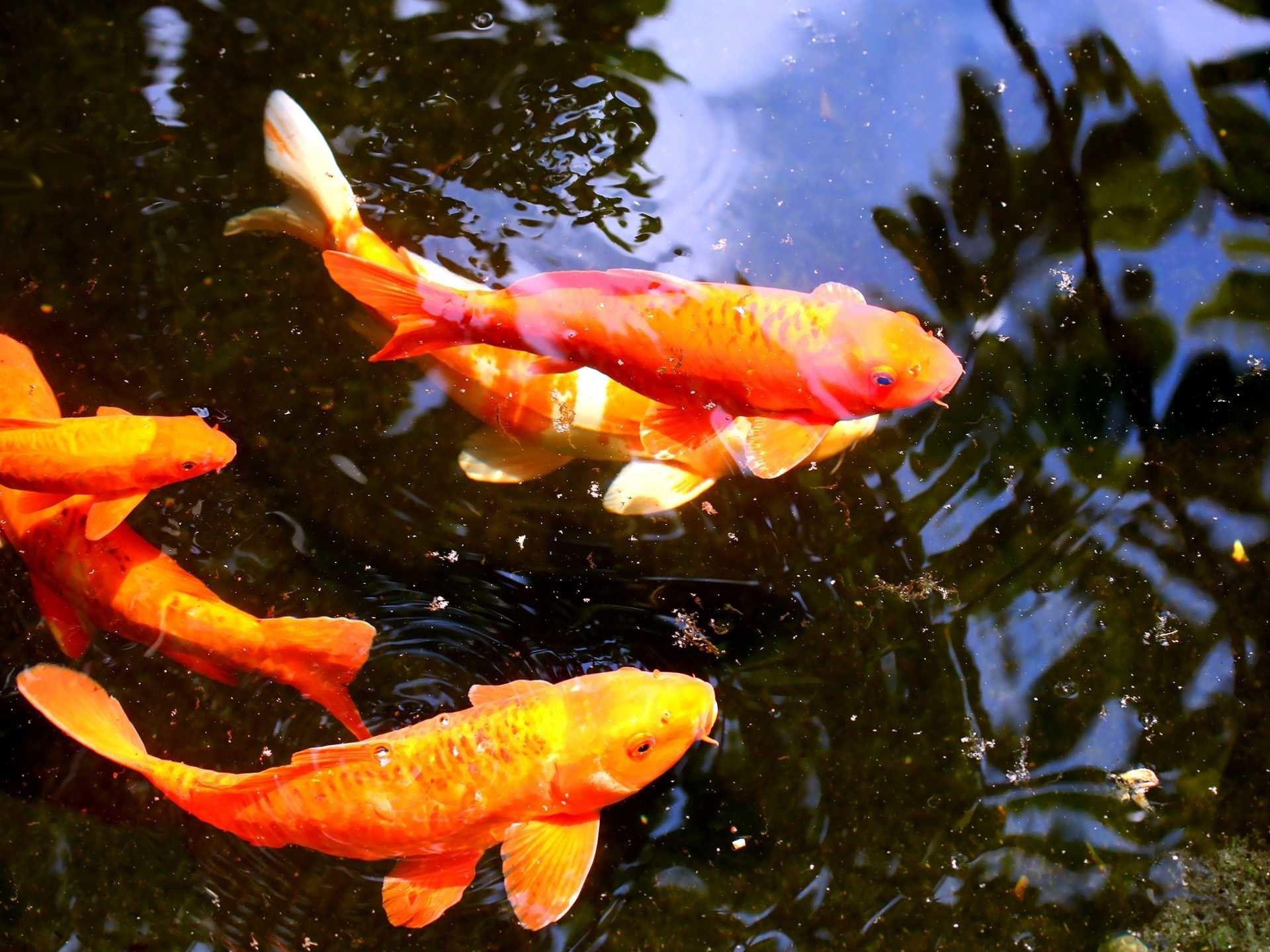 Live Koi Fish 4K Wallpapers Top Free Live Koi Fish 4K Backgrounds
