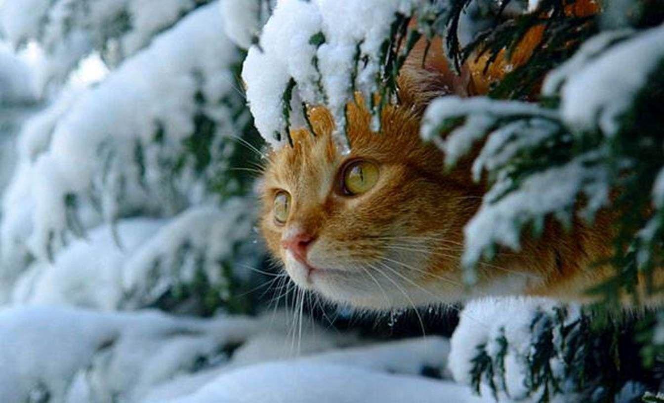 Cute Winter Animal Wallpapers Top Free Cute Winter Animal Backgrounds