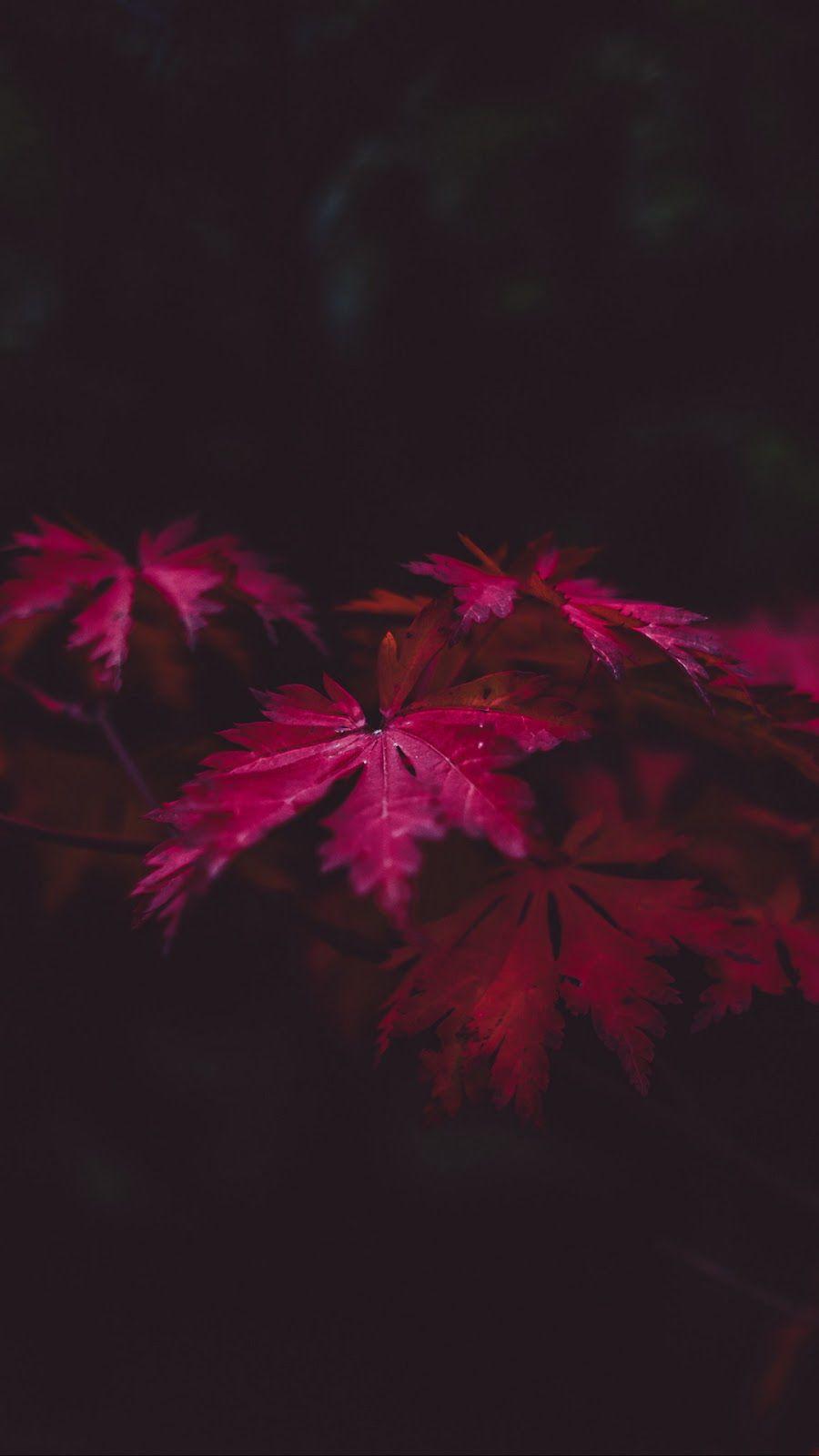 Red and Black Tree Wallpapers Top Free Red and Black Tree Backgrounds WallpaperAccess